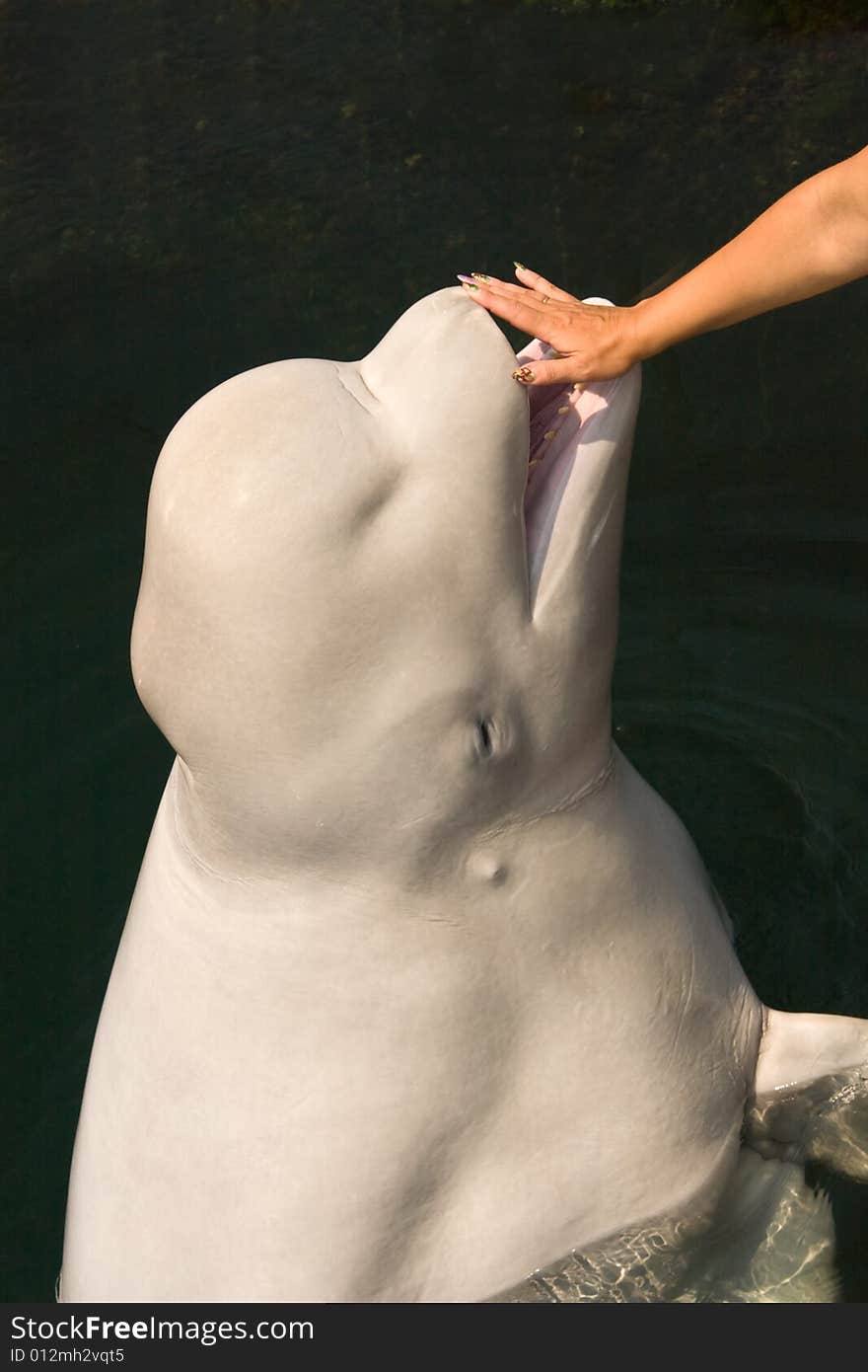 White whale jump out of water on a wave of a hand. White whale jump out of water on a wave of a hand