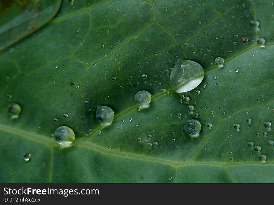 Drops of water on a leaf