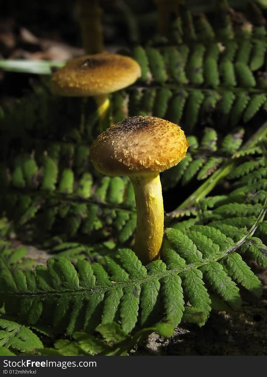 Two Honey Agaric Under Green Leaves