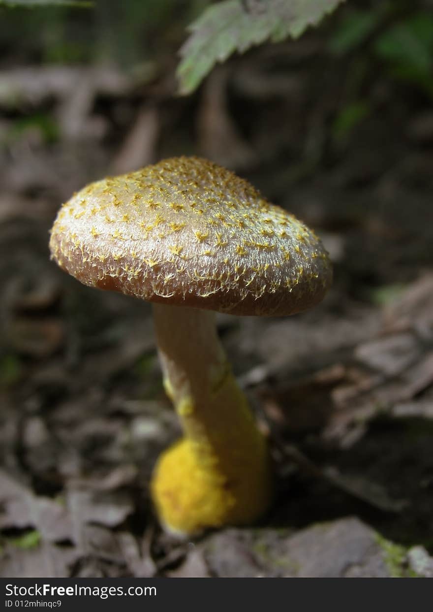 Young Honey Agaric Under Green Leaves