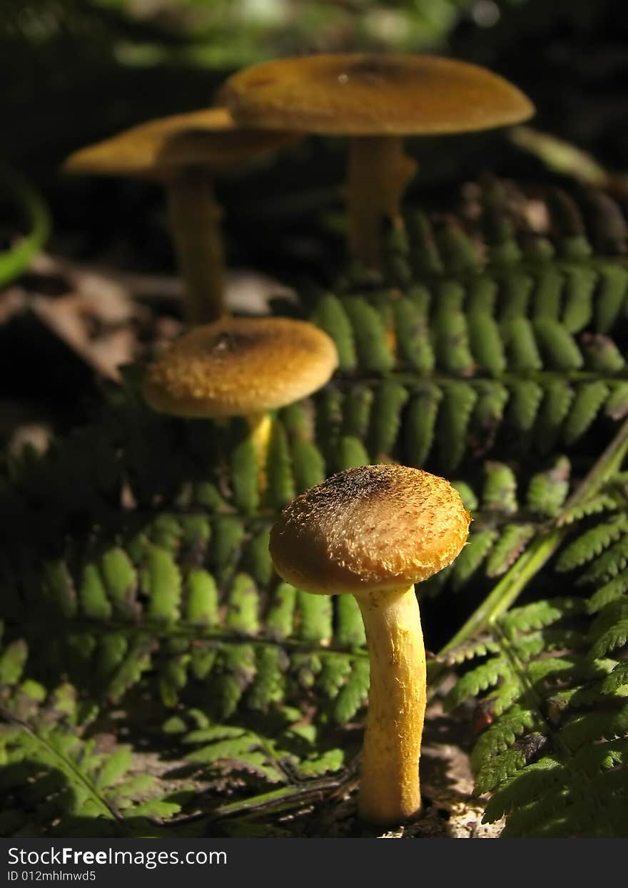 Four honey agaric under green leaves