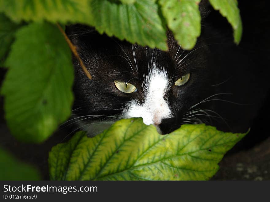 Cat is hidding in green grass