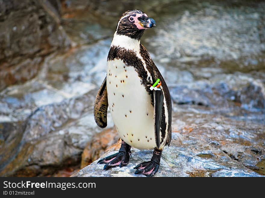 Penguin in the zoo