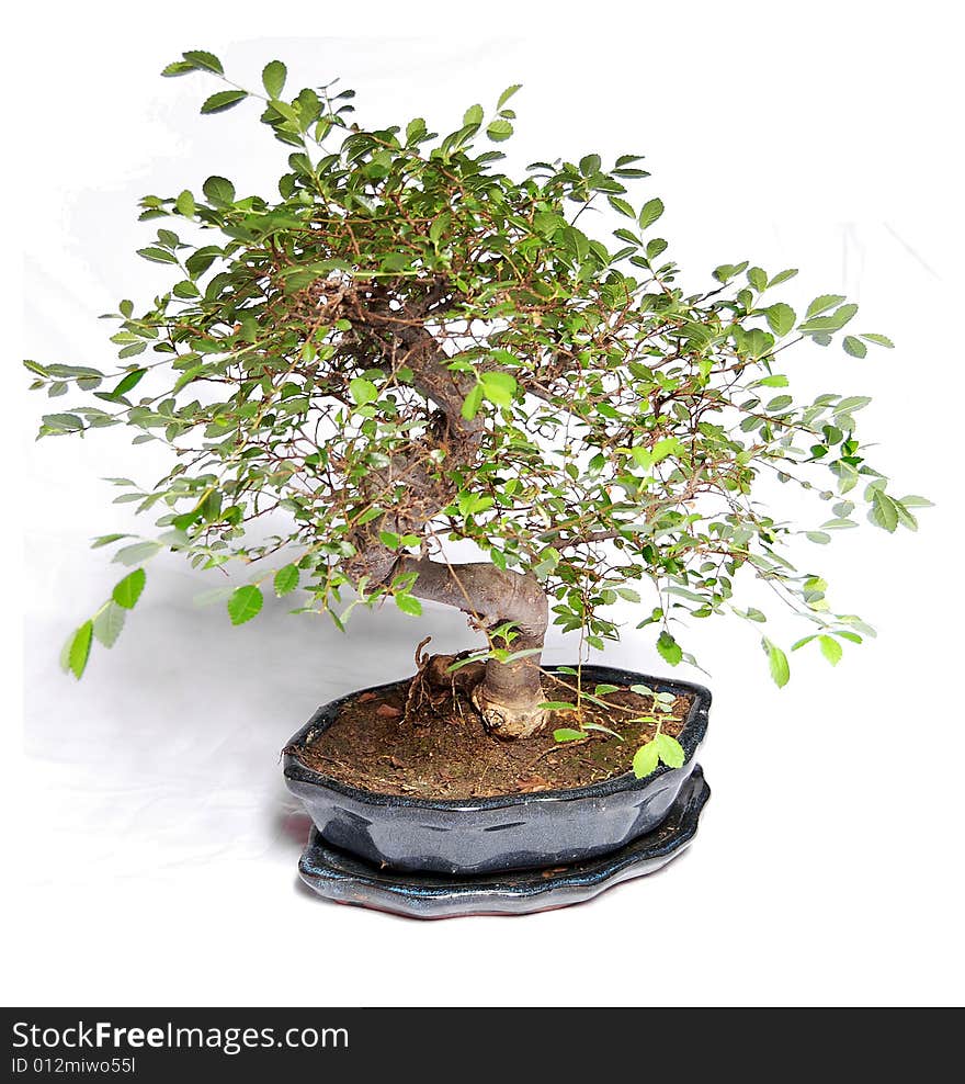 Picture of a bonsai plant in studio