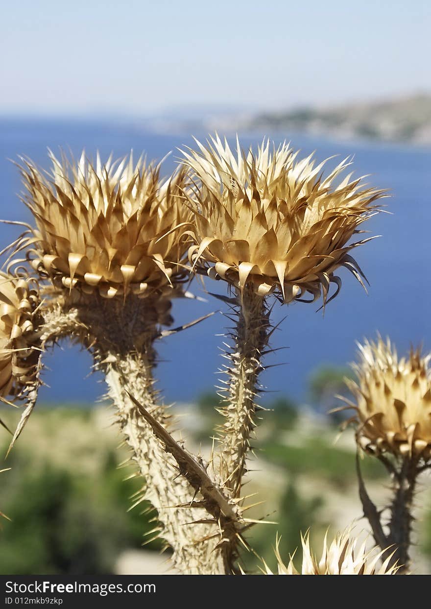 Dry Spiked Thistle