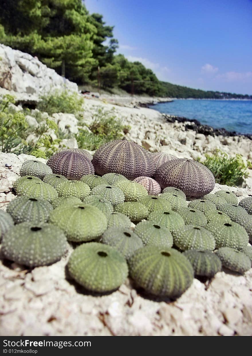 Urchin on very nice beach in Croatia. Urchin on very nice beach in Croatia