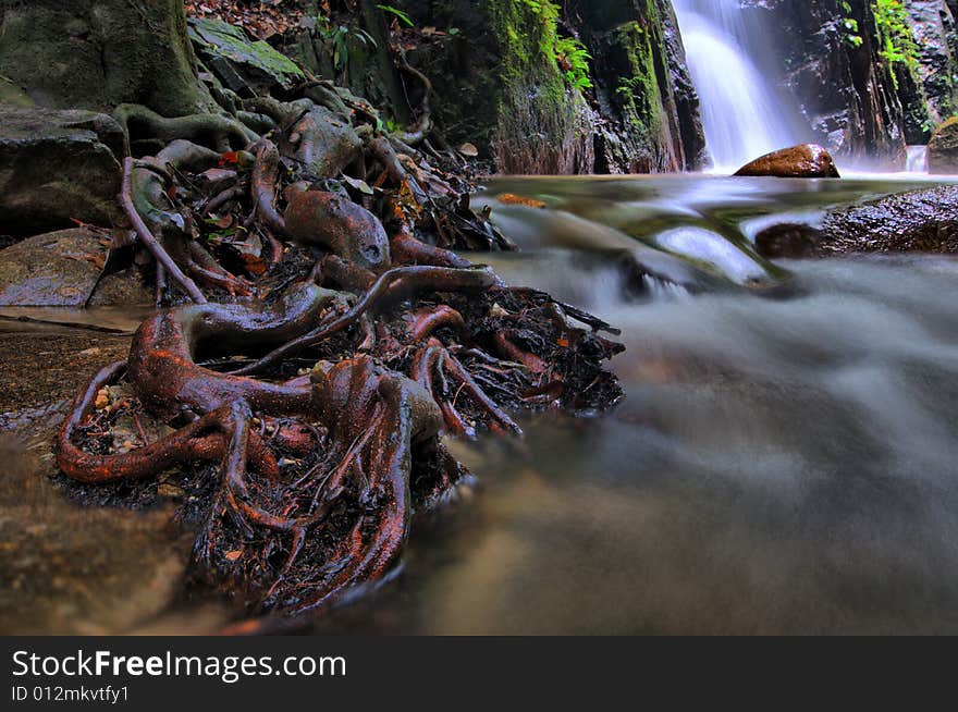 Roots system at a river. Roots system at a river