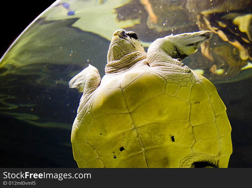 A turtle rising for a breath in the tank at the aquarium in Cape Town