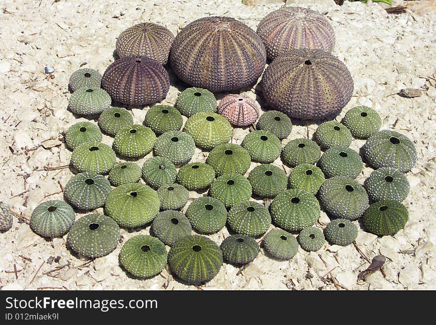 Urchin on very nice beach in Croatia