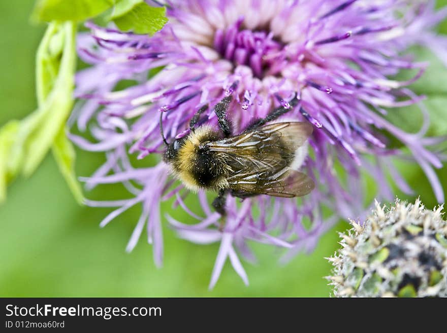 Macro of a bumblebee on a flower in the summer