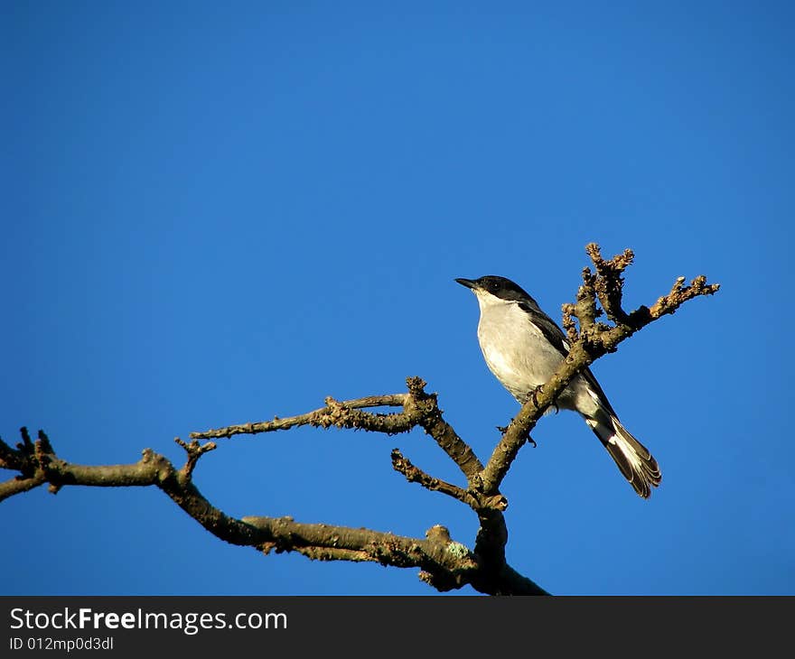 Common fiscal shrike