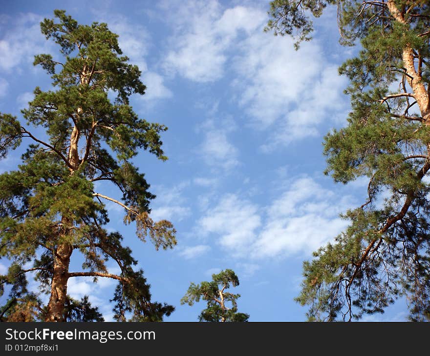 Pines on a background of the sky. The clear sky in a pine wood. The sun and good mood. White clouds, the blue sky, good weather.