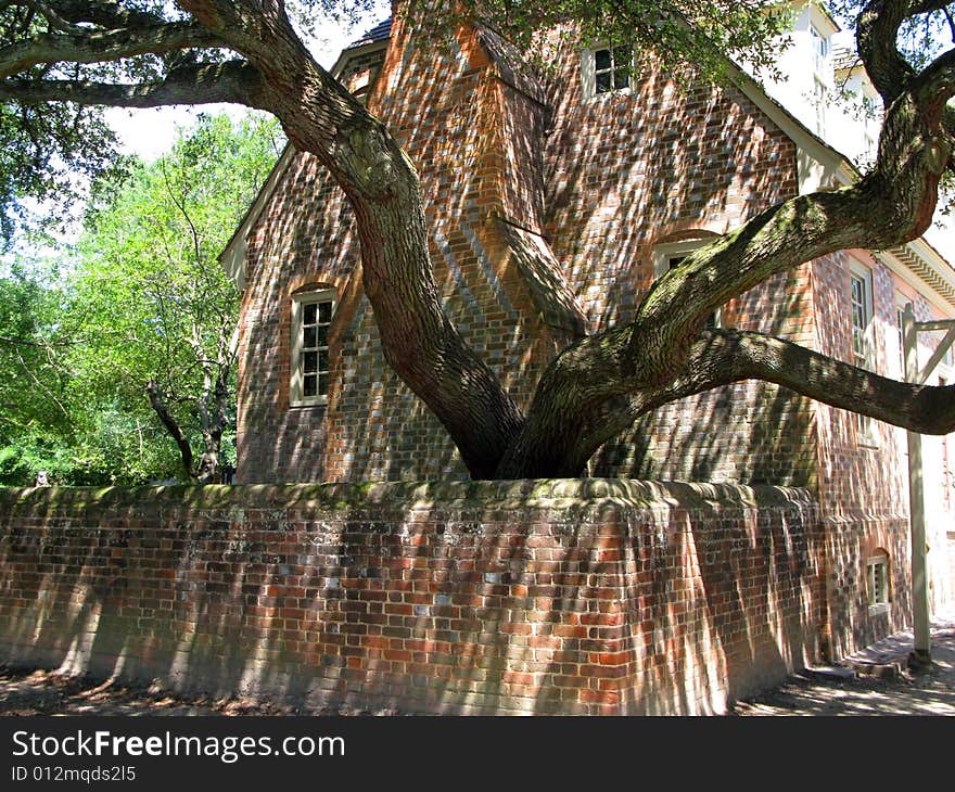 Cool Tree Outside Old Brick Home