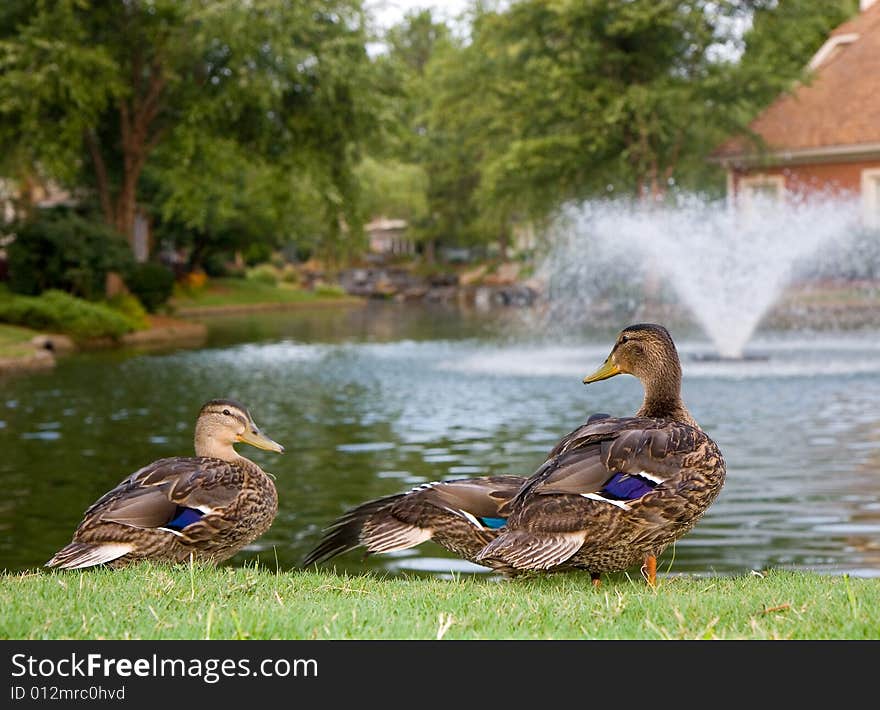 Ducks by a lake with a fountain. Ducks by a lake with a fountain