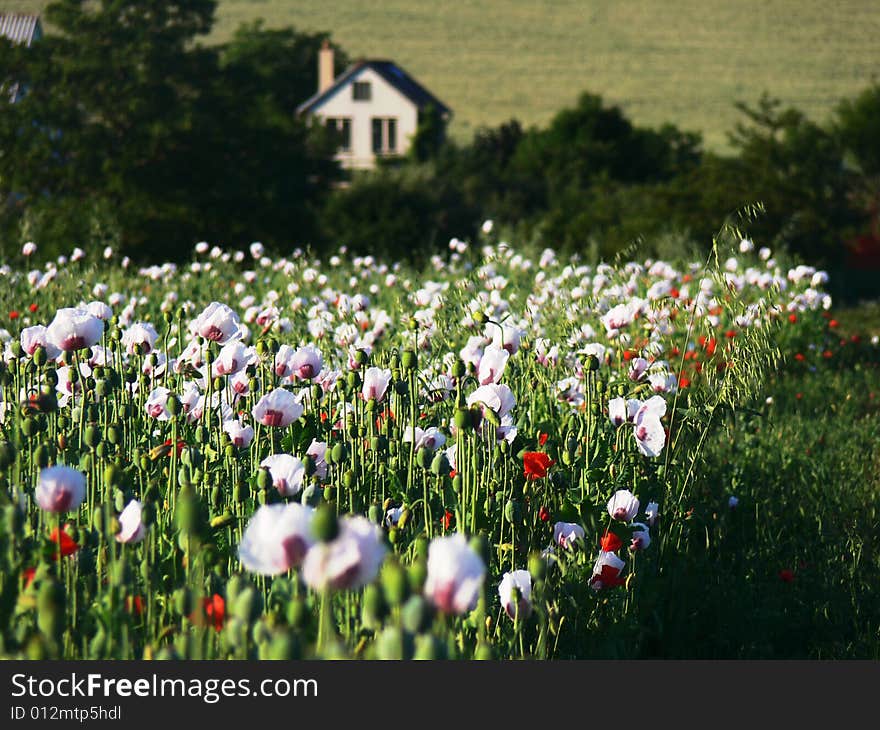 Field of poppies