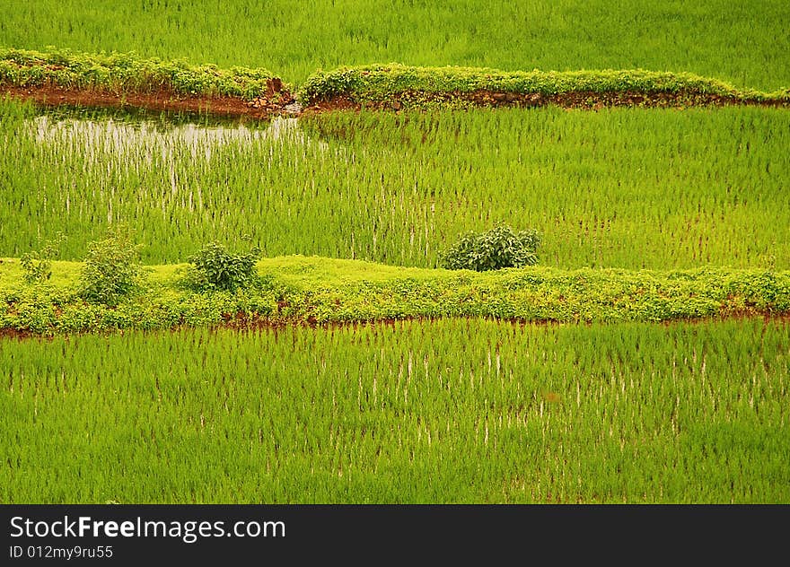 Shot in Maharashtra state during monsoon. Shot in Maharashtra state during monsoon..