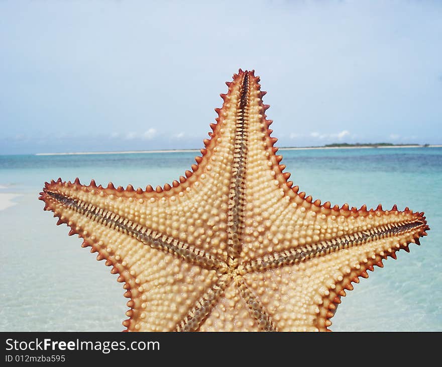 Starfish at the edge of the beach