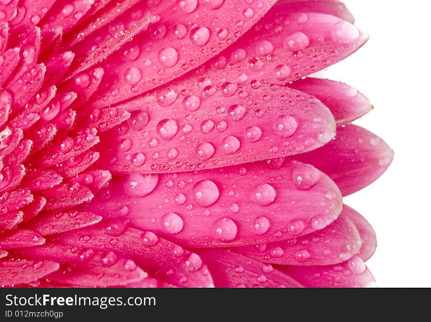 Purple Gerber with drops of water