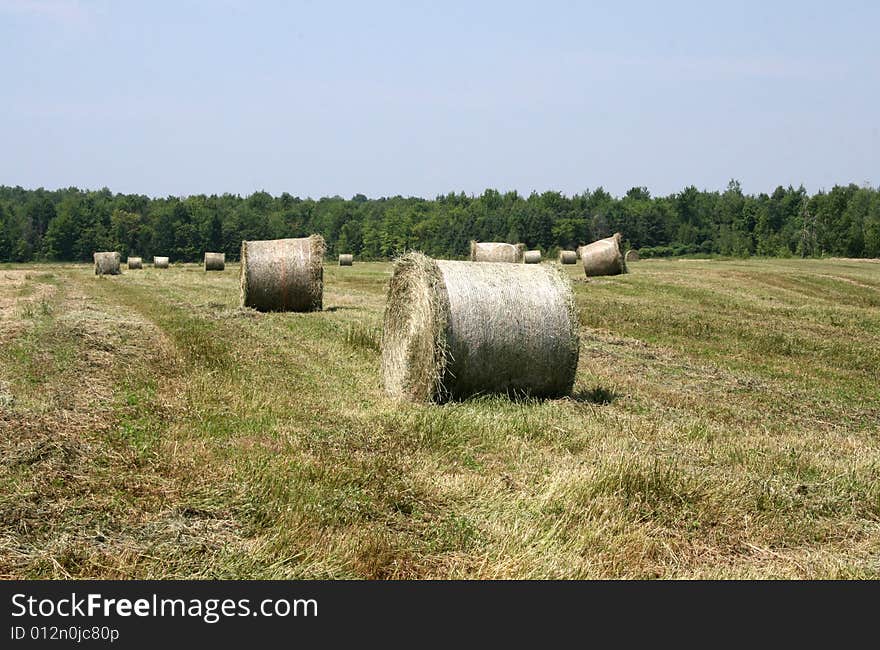 Field Of Rolled Hay