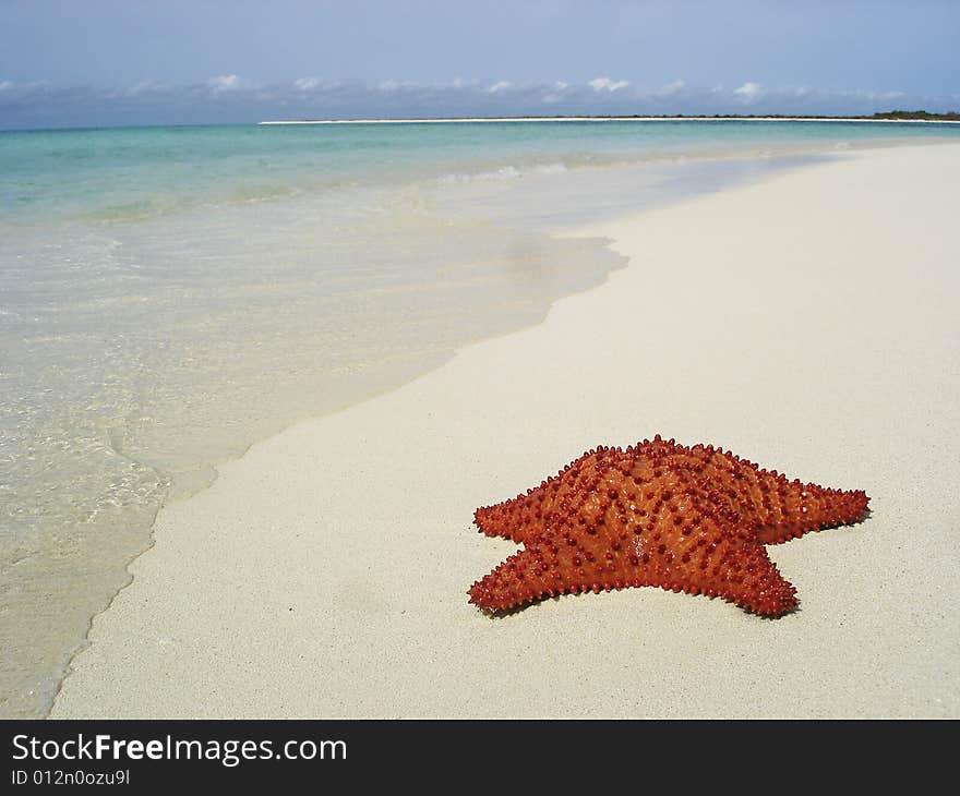 Starfish on the shore of the Sea