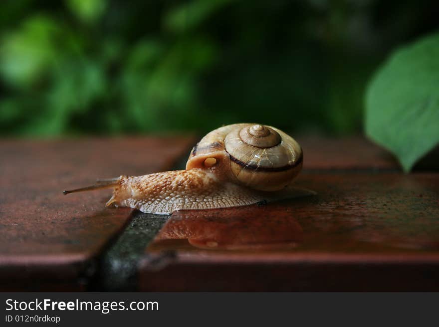 A snail crawling on a wet brick garden wall after rain