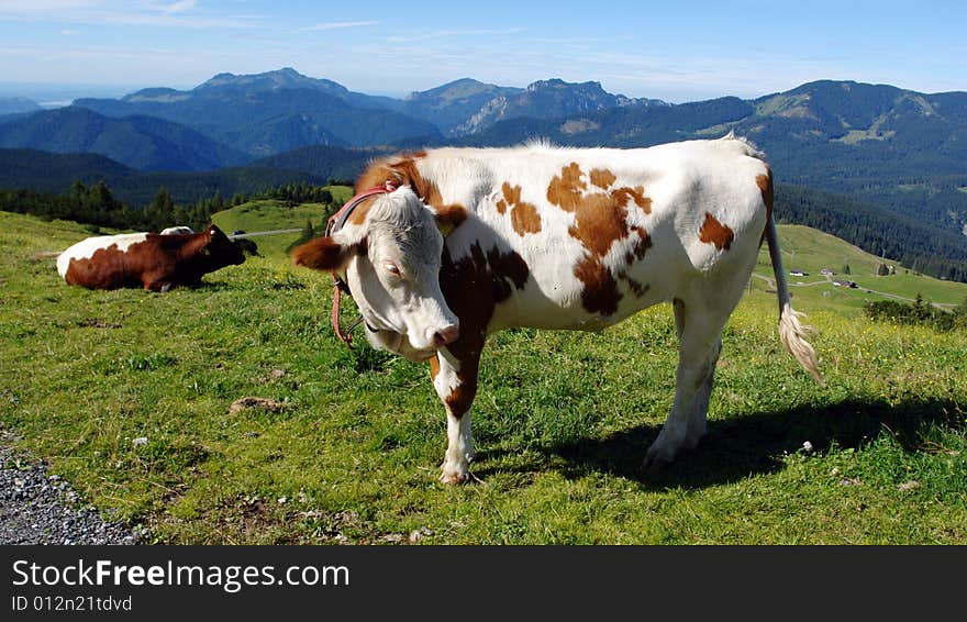 Two house cows in mountains on a background of high peaks and the sky. Two house cows in mountains on a background of high peaks and the sky