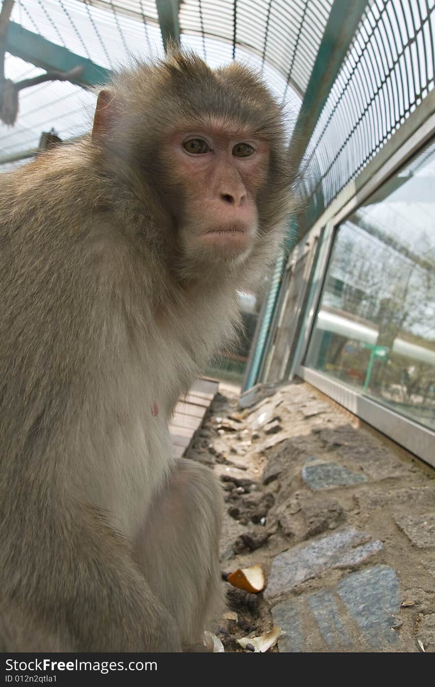 A monkey in a zoo looking sadly. A monkey in a zoo looking sadly