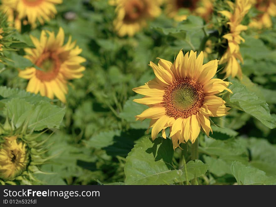 Sunflower field