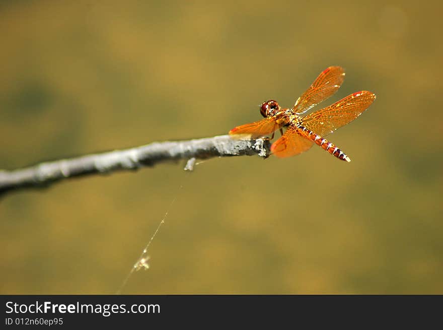 Dragonfly