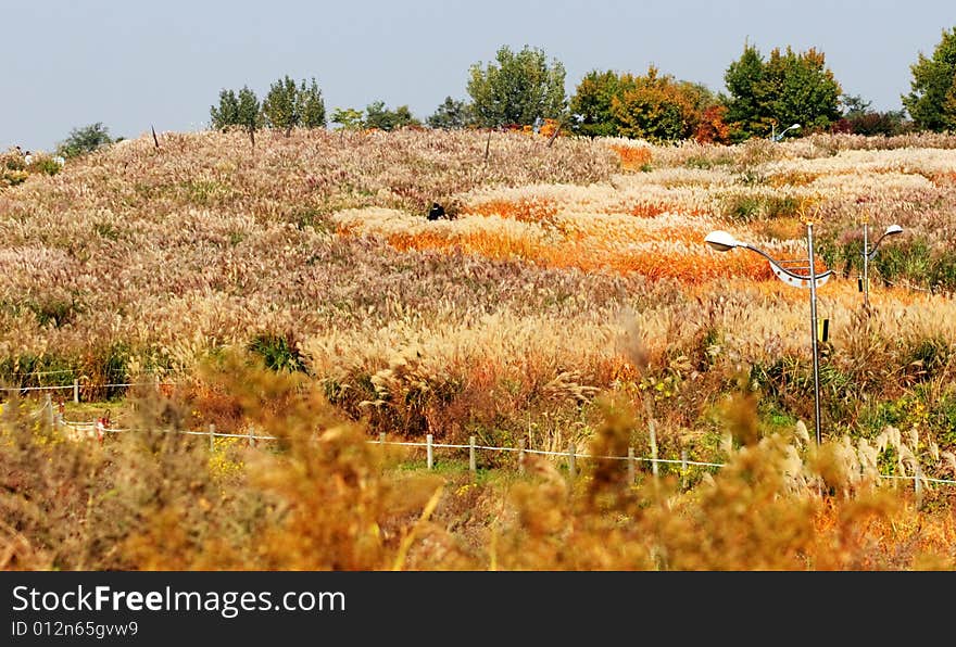 Reed field in Sky Park, autumn, Seoul