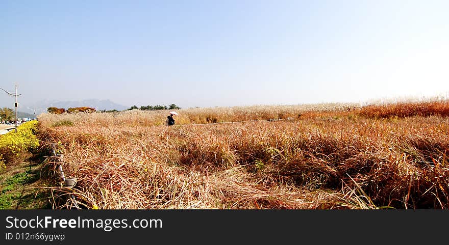 Reed field in Sky Park, autumn, Seoul