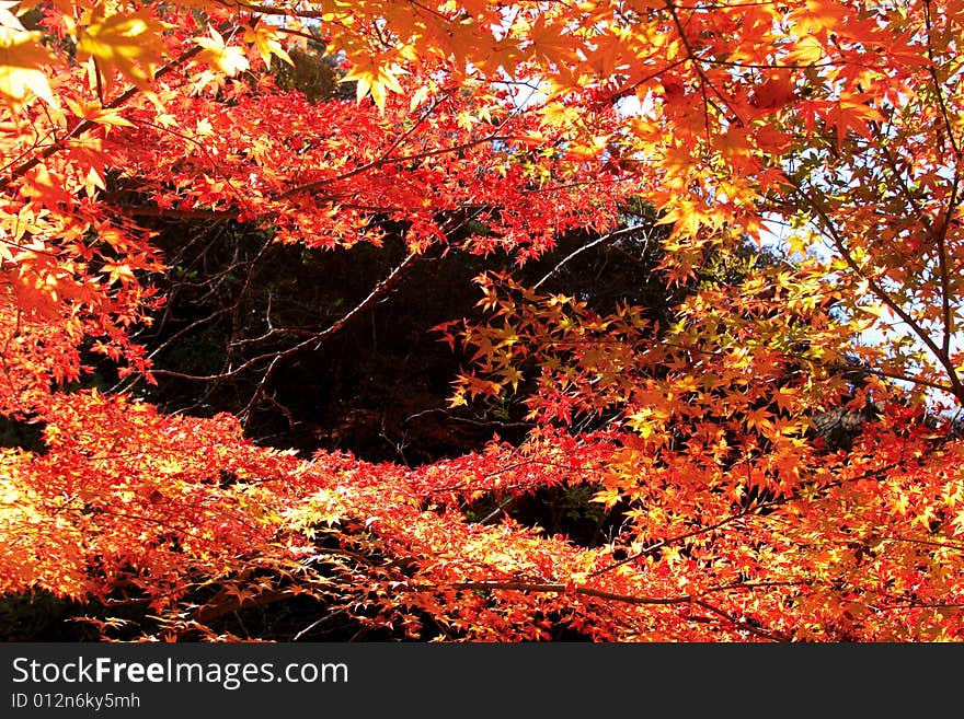 Red maple tree , Nejangsan, South Korea. Red maple tree , Nejangsan, South Korea