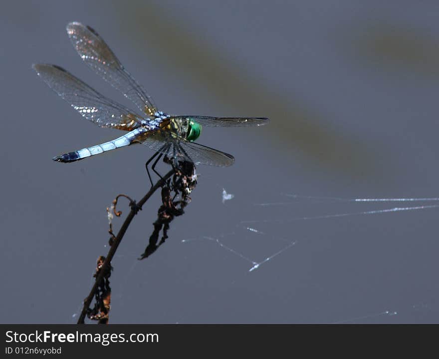 Blue green dragonfly sits on dead flower with spider web. Blue green dragonfly sits on dead flower with spider web