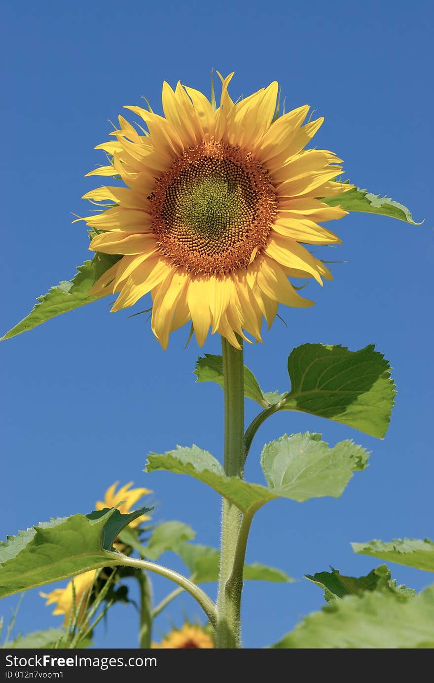 Isolated Sunflower On Blue Sky