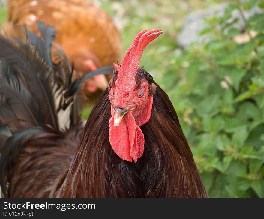 A chicken with a red head