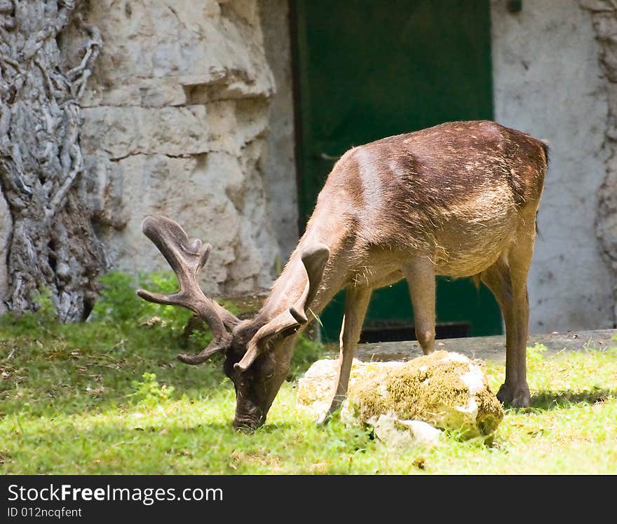 Photo of grazing deer illuminated with sunlight in front of crevice in the rock