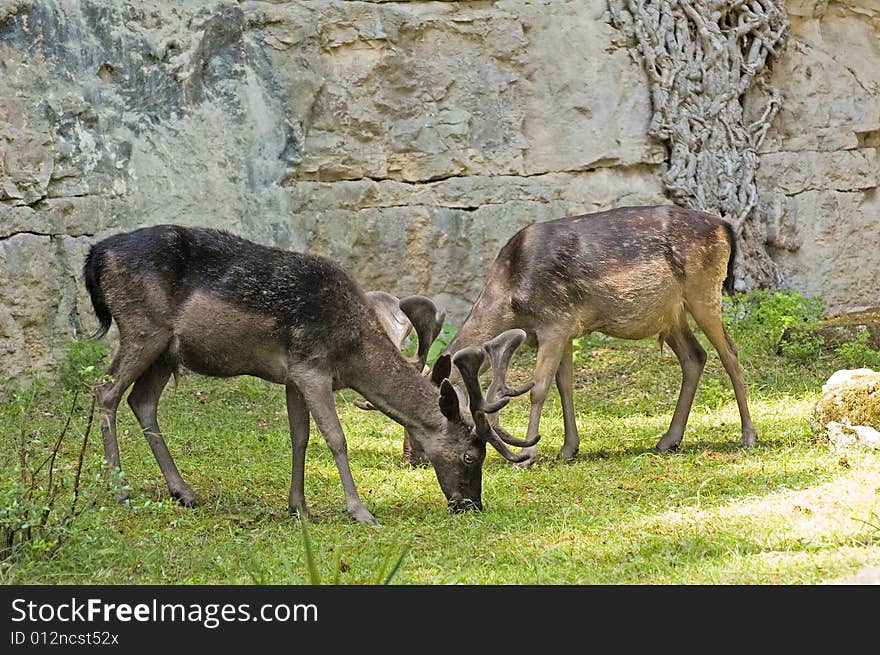 Photo of two grazing deers in front of rock wall