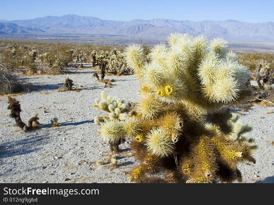 Cactus Blossoms