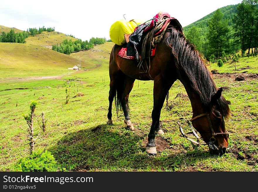 The horse in the rest Inn