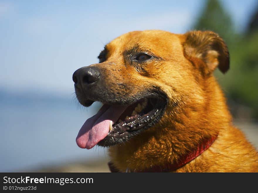 Dog in the lake