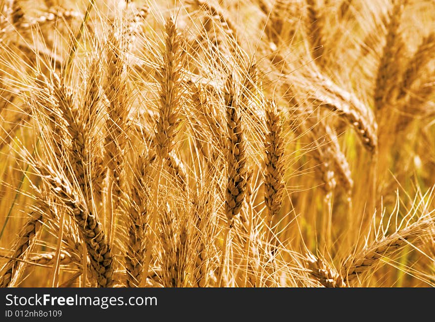 Golden wheat growing in a farm field. Golden wheat growing in a farm field