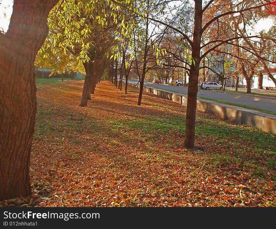 Yellow leaves on the ground. Yellow leaves on the ground