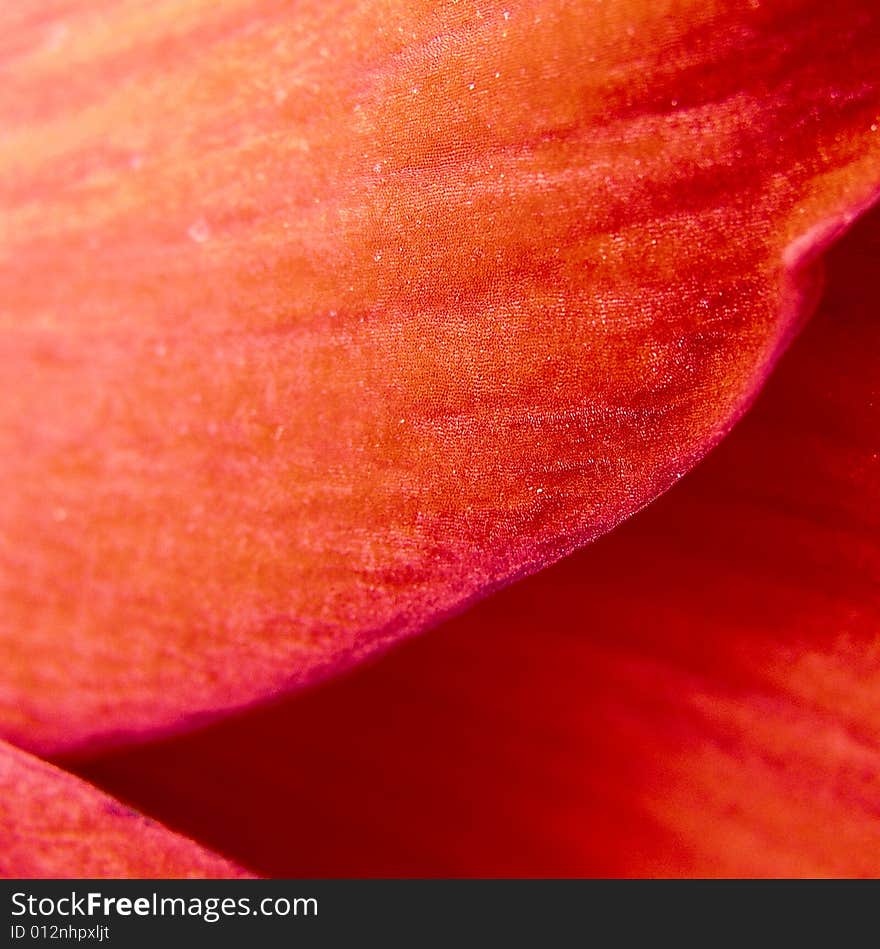 Amaryllis Red