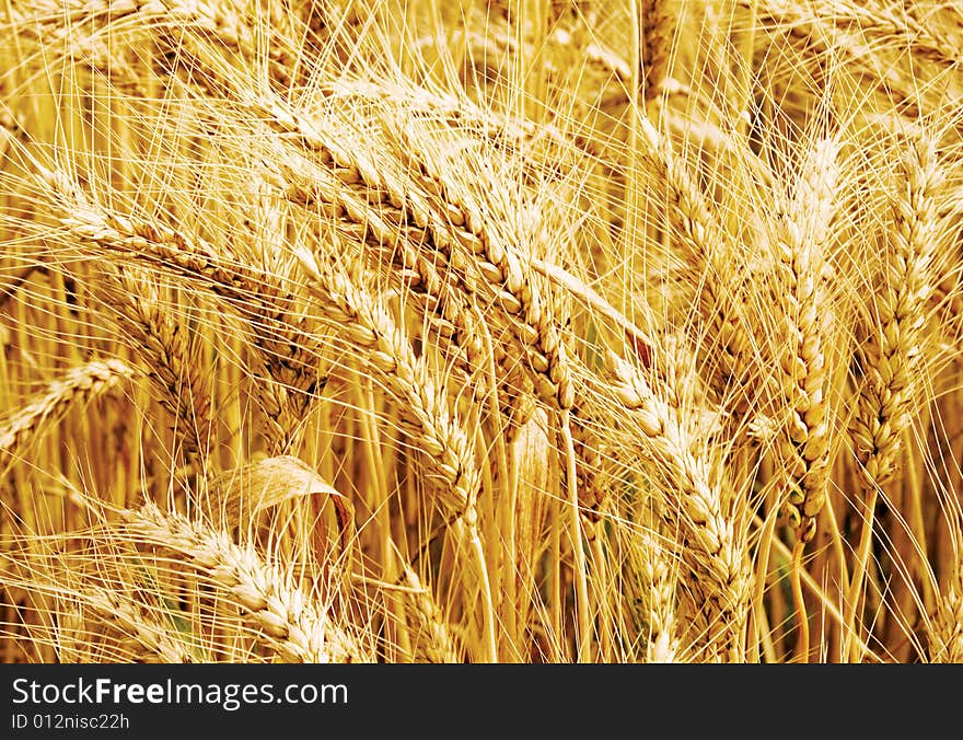 Wheat field