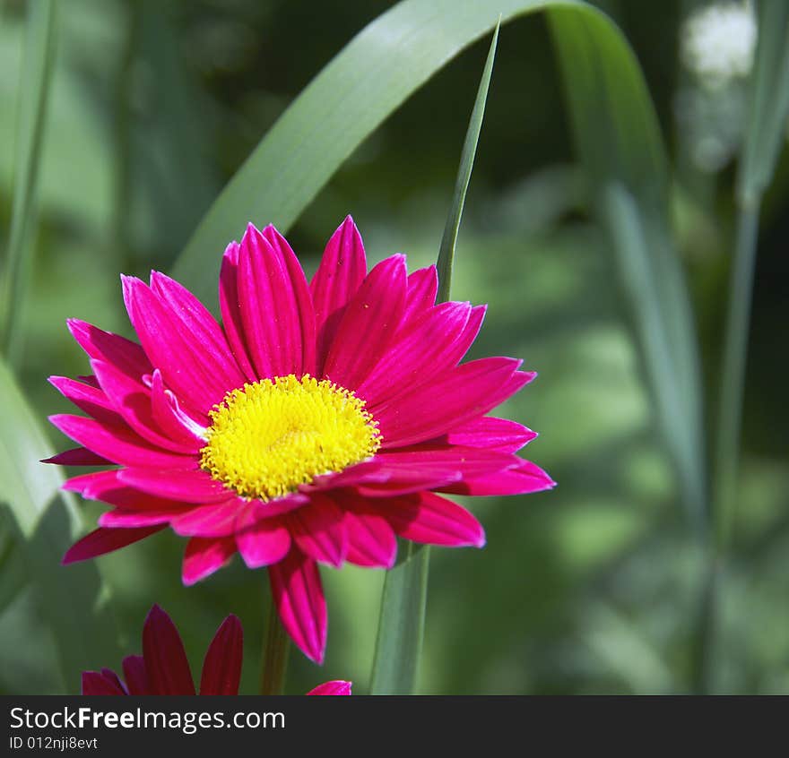 Red camomile in a garden