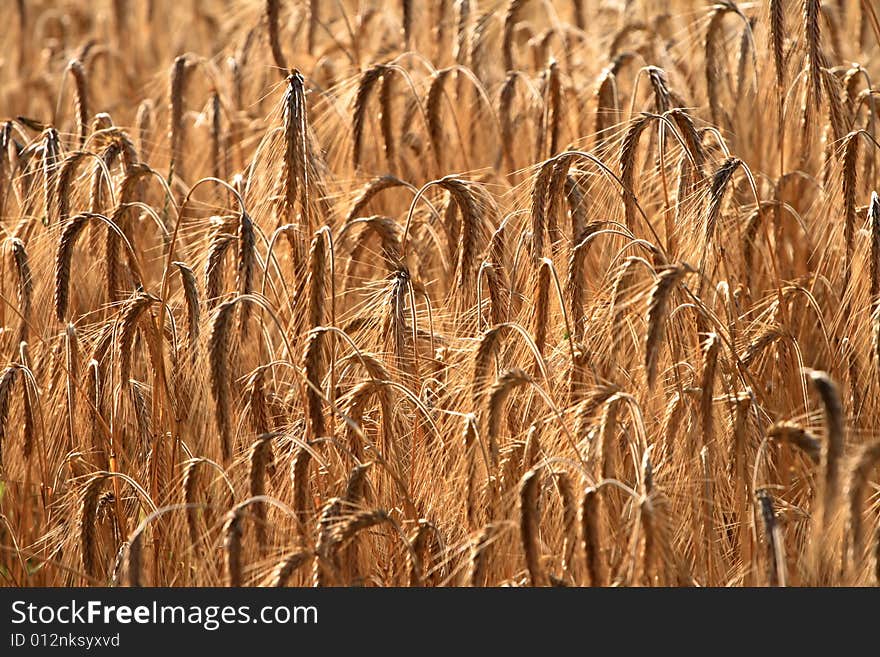 Close - up of golden wheat field.