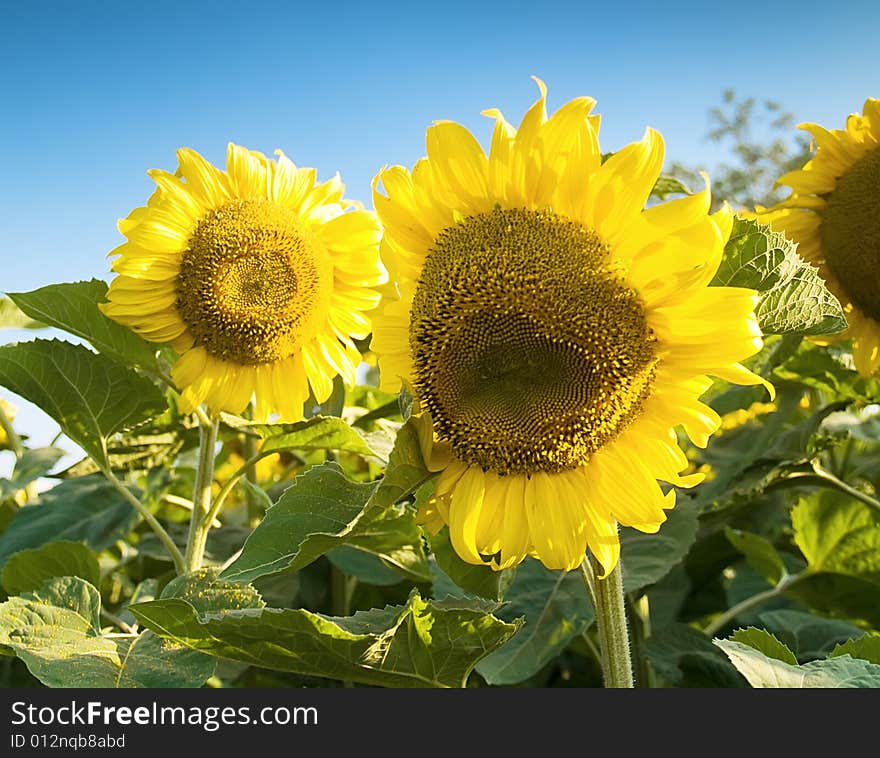 Sunflowers