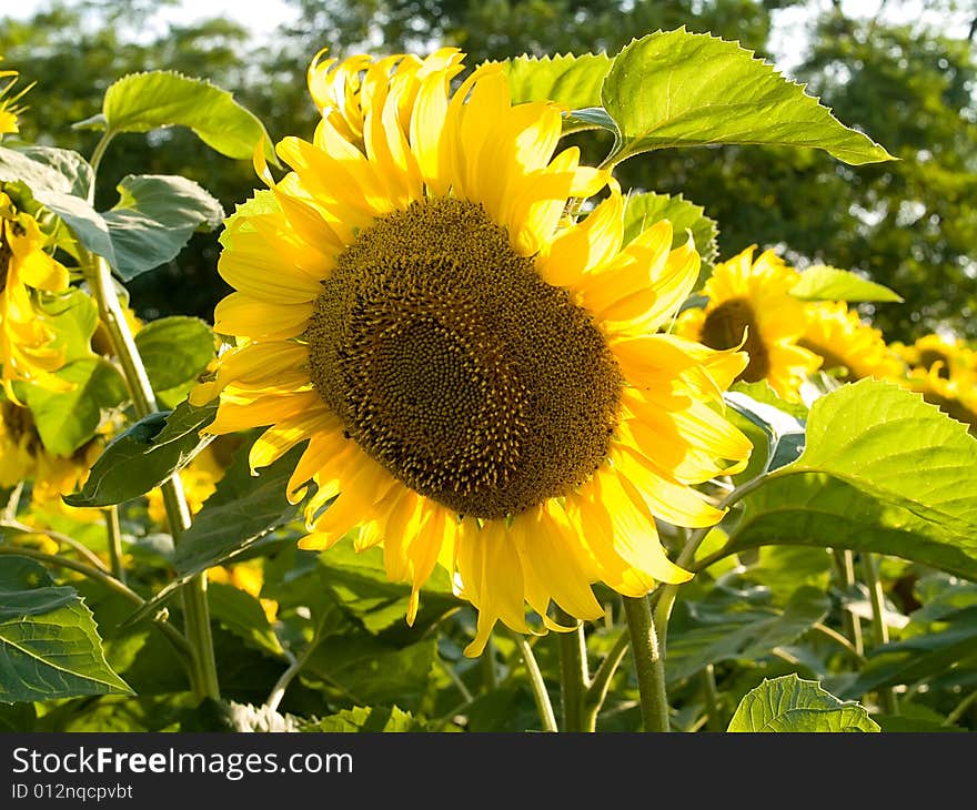 Sunflowers