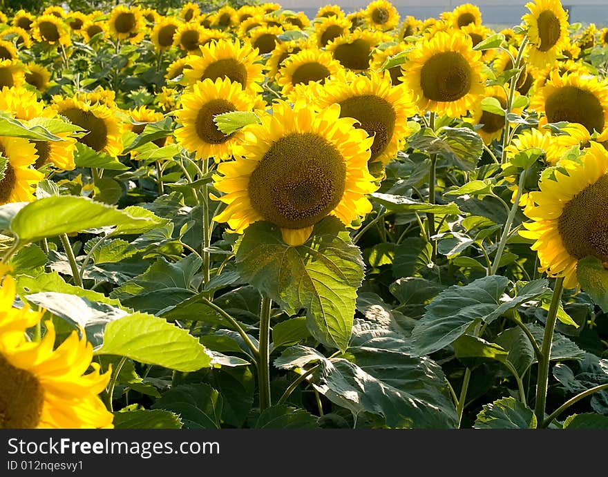 Sunflowers