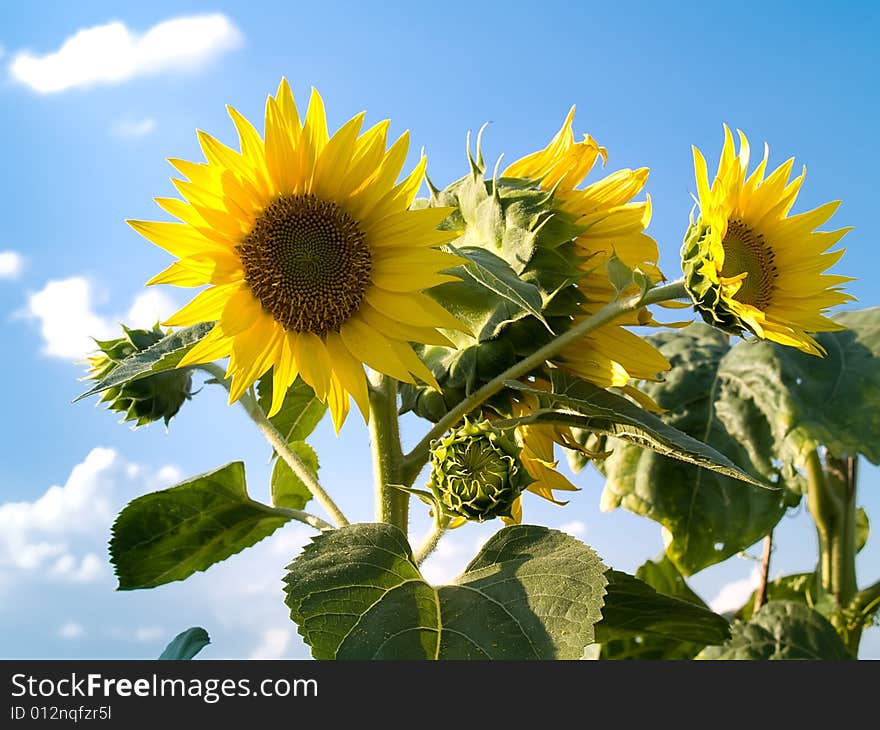 Sunflowers